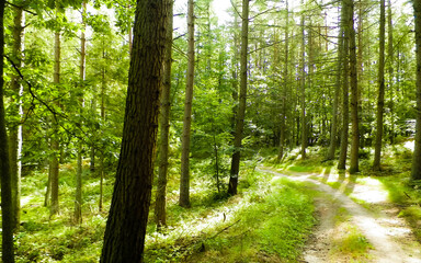 Path in green forest. Summer forest landscape.