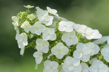 紫陽花（スノークイーン）