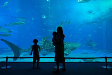 水族館　ジンベエザメ