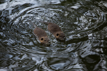 The river coypu (Myocastor coypus), or water rat, swims in a small river