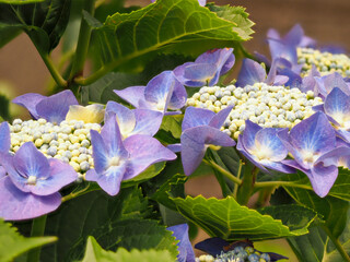 青紫色のガクアジサイの花