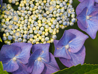 青紫色のガクアジサイの花
