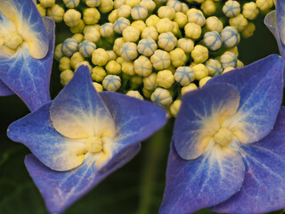 青紫色のガクアジサイの花