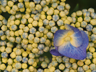 青紫色のガクアジサイの花