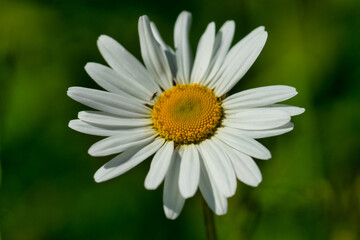 Obraz premium Margeritenblüte