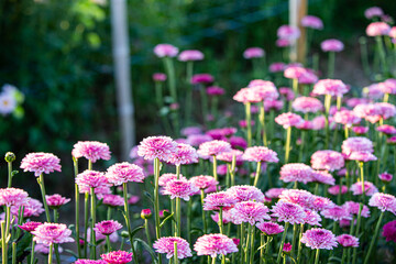 Soft and select focus beautiful flowers in the garden with day light.