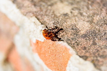 The duel of an ant and a ladybug.
