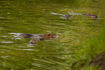 Fototapeta premium The river coypu (Myocastor coypus), or water rat, swims in a small river