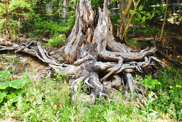 Obraz premium Old funny stump with tangled roots