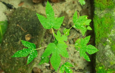 The picture of small green papaya tree.