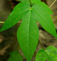 Beautiful picture of  papaya green tree leaf.