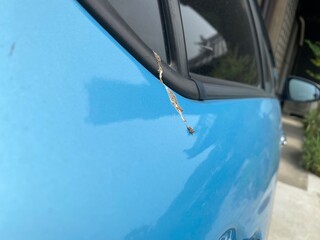 鳥の糞で汚れた車 © umaruchan4678