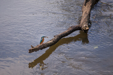 kingfisher resting on a branch