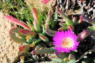 Ice Plant (Carpobrotus edulis ) in flower, South Australia