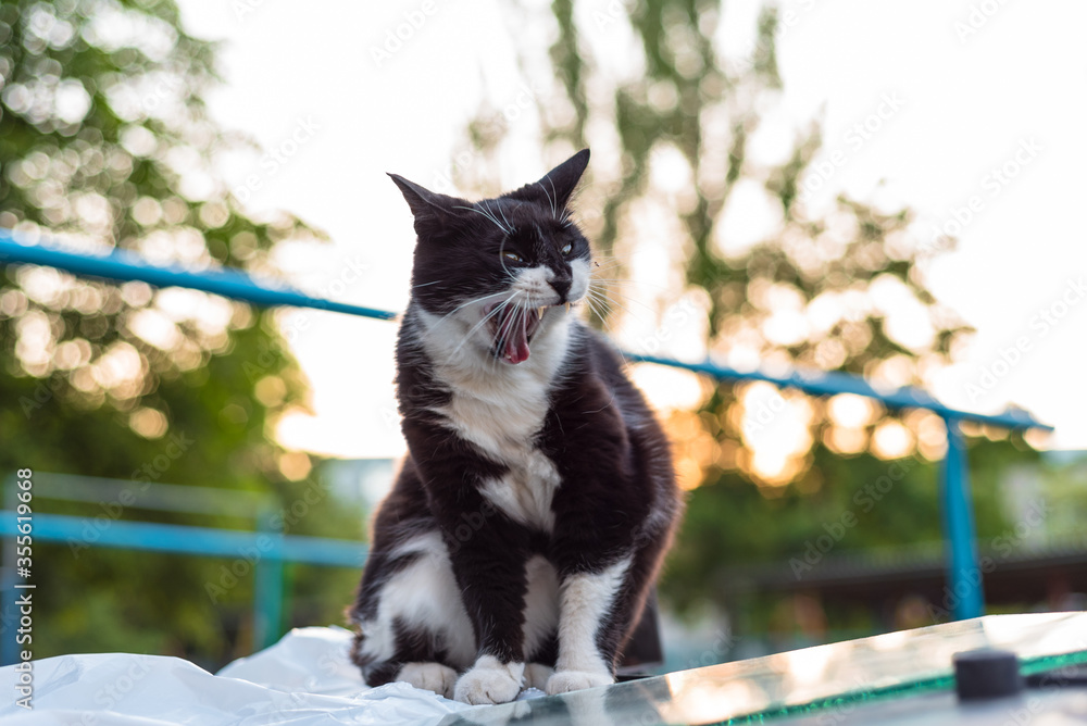 Wall mural yawning cat