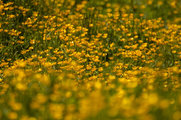 Obraz premium flowers on a spring meadow