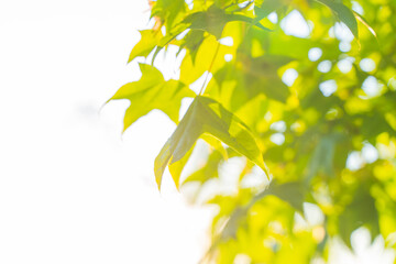 Obraz premium green leaves on a sunny day