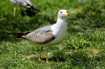 Seagul walking on the ground