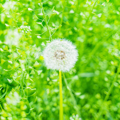 dandelion on green background