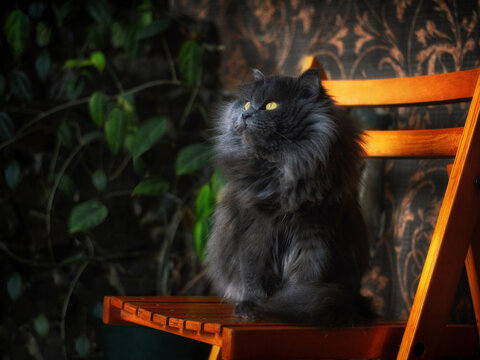 Gray persian cat sitting on chair & thinking against wall. Gray persian cat cute exotic grey kitten looking away. Long fluffy hair gray cat - adorable pet portrait. Longhair full persian kitten pretty - Powered by Adobe