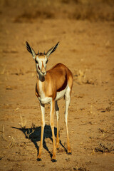 antelope in the kalahari