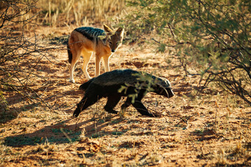 black backed jackal and honey badger on the prowl