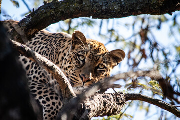 leopard resting on the tree