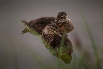 mallard on the pond