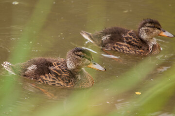 mallard on the pond