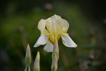 A Bud of light yellow iris at a country house among green grass