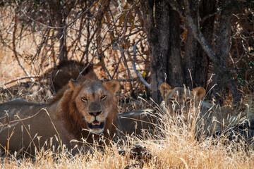 lion in the shadow
