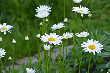 Beautiful flowers of field chamomile at the country house among the green grass in spring