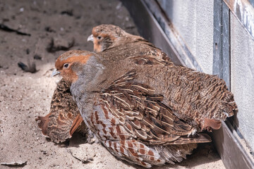 Two common Quail, Coturnix coturnix, birds in the nature habitat. Quail sitting in the sand