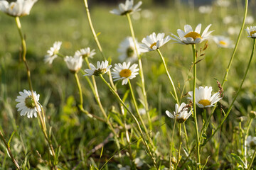 Chamomile daisy flowers in the grass covered with rain or morning dew for an abstract background. wet grass after the rain. summer rain in the sun at sunset. selective focus macro bokeh, copy space