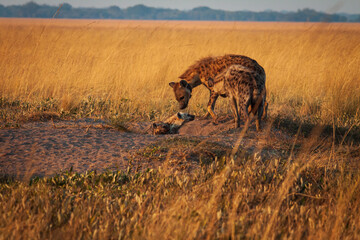 hyena in the savannah