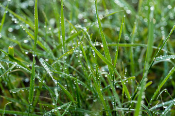 Obraz premium green fresh grass dew drops photo for abstract background. wet grass after rain. selective focus macro bokeh, copy space, soft focus