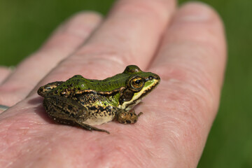 Small green frog sitting on caucasian back og hand