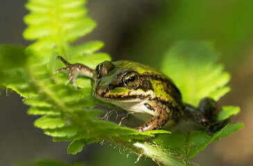 Close up of green frog sitting in a plant in partial sun light