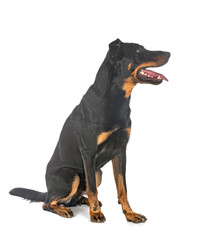 Fototapeta premium beauceron in studio