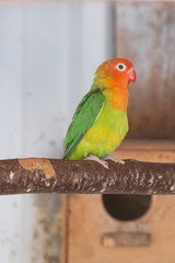 One Fischer's Lovebird, agapornis fischeri sitting on a branch of tree, selective focus