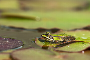 Small green european green frog sitting on dusty waterlily  leaves