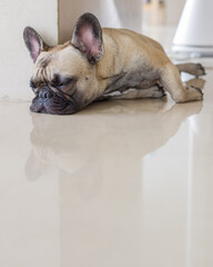 French Bulldog Different Poses at Home