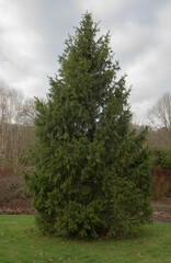 Obraz premium Green Foliage of an Evergreen Coniferous Morinda Spruce or West Himalayan Spruce Tree (Picea smithiana) Growing in a Garden in Rural Devon, England, UK
