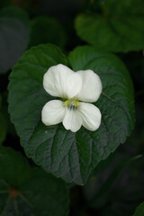 White flower in the center against a dark green leaf vertical photo