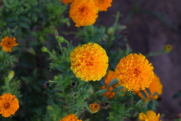 marigold flower photo, hd