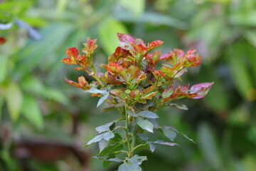 green rose branch image, hd