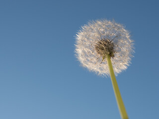 Dandelion on a background of blue sky.