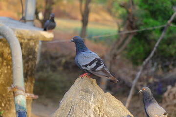 pigeon, dove , background