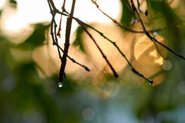 raindrops on green leaves and branches in the garden in summer