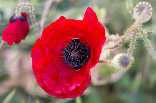 red poppy in close up